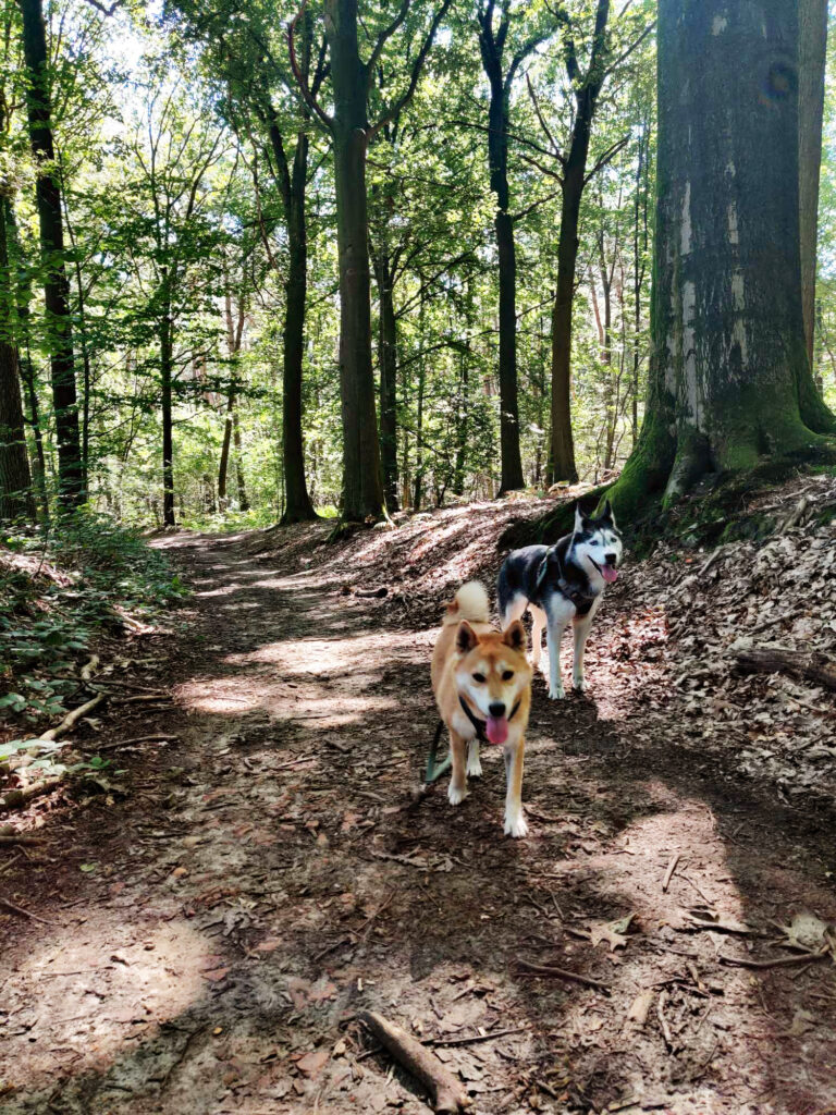 Promenade canine à Ways