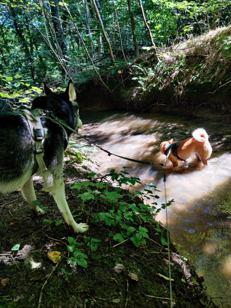 Promenade canine à Ways