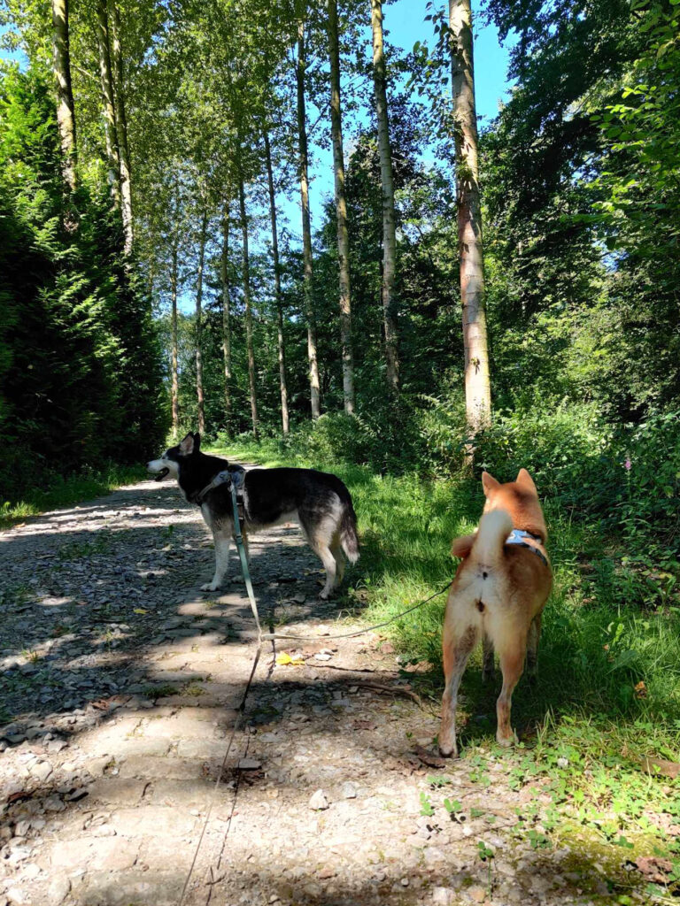 Balade canine à Ways