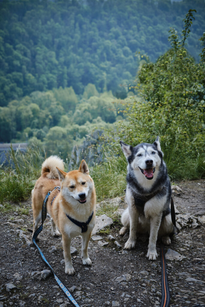 Balades avec votre chien en belgique