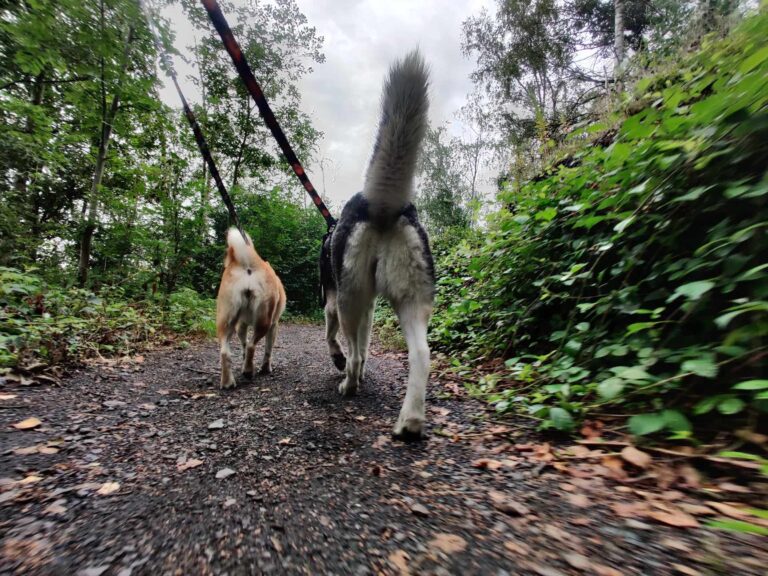 Varier les itinéraires de balades avec son chien