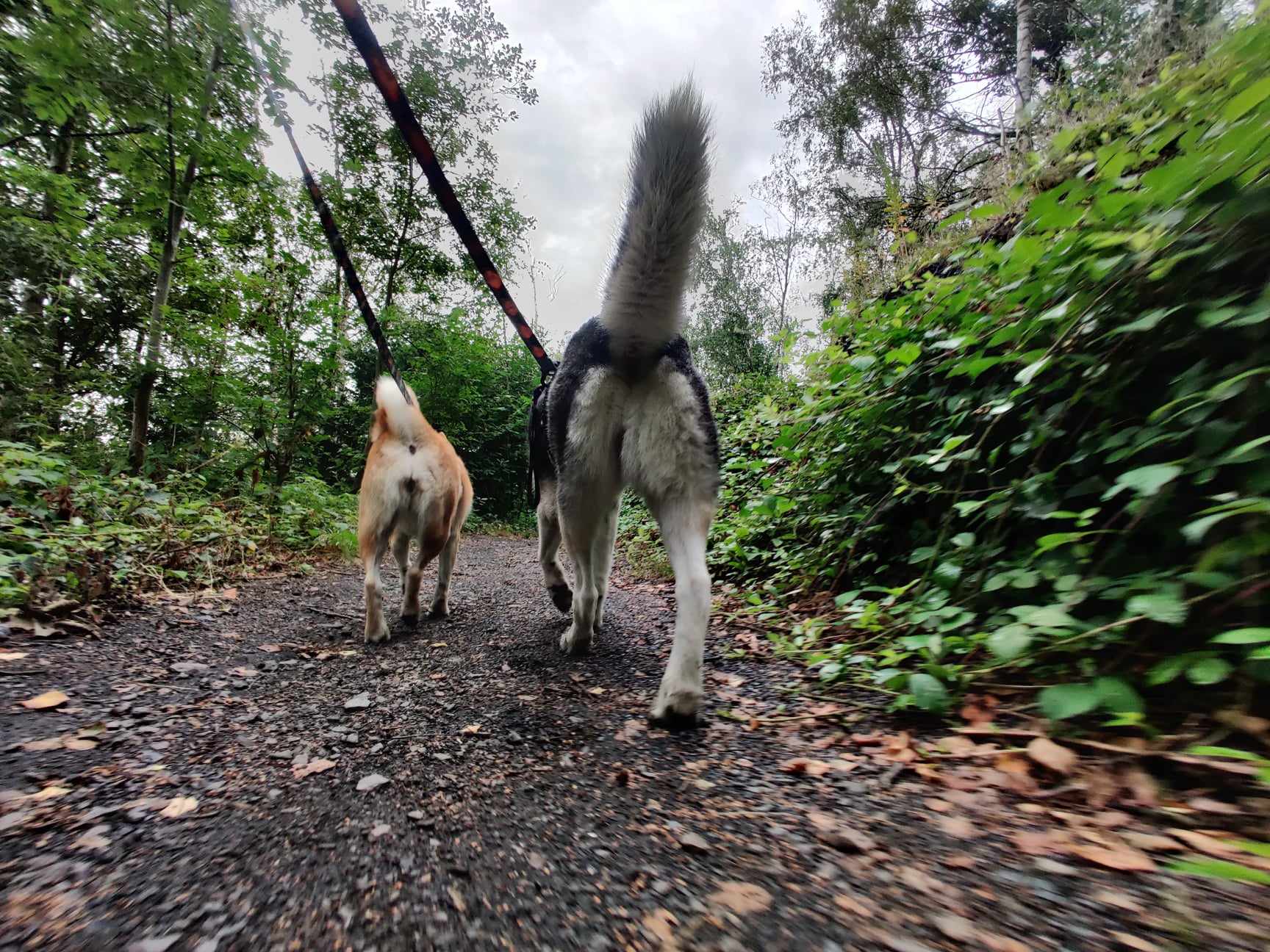 Varier les itinéraires de balades avec son chien