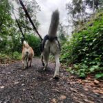 Balade au bois du cazier