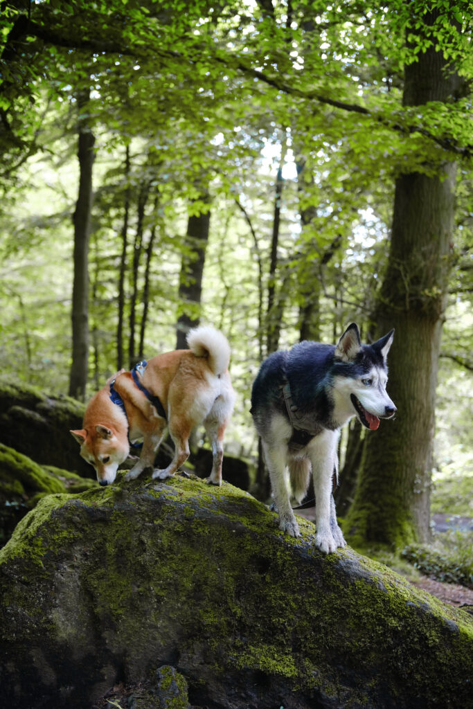 Varier les balades avec son chien