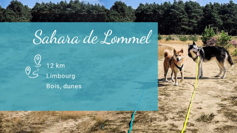 Balade canine au Sahara de Lommel