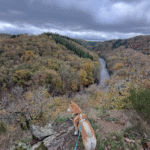 Le hérou : promenade canine