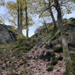 Le hérou : promenade canine