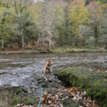 Le hérou : promenade canine