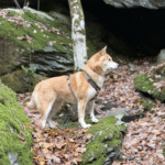 Le hérou : promenade canine