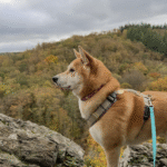 Le hérou : promenade canine