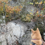 Le hérou : promenade canine