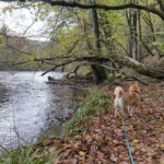Le hérou : promenade canine