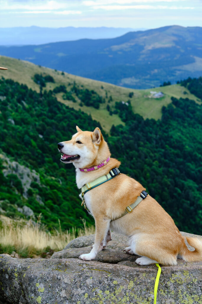 Vosges avec un chien 116