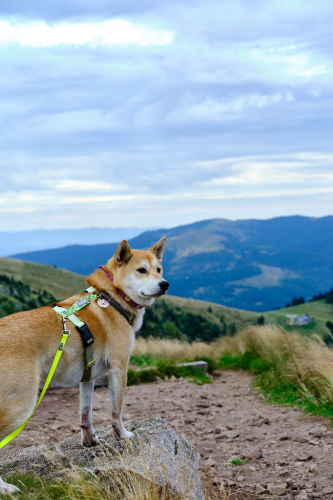 Vosges avec un chien 127