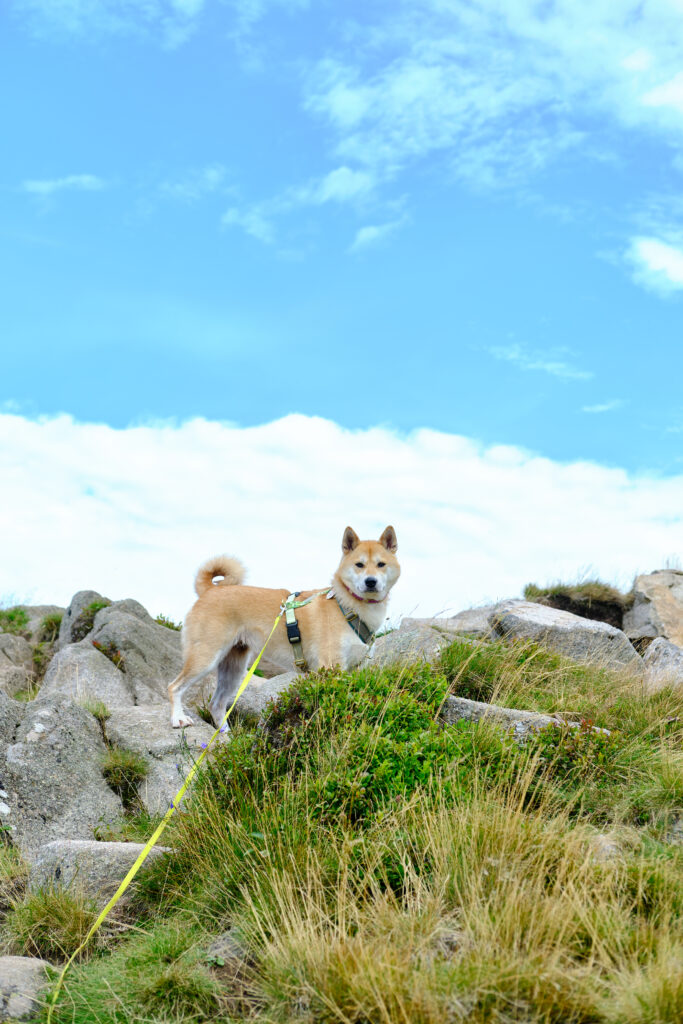 Vosges avec un chien 134