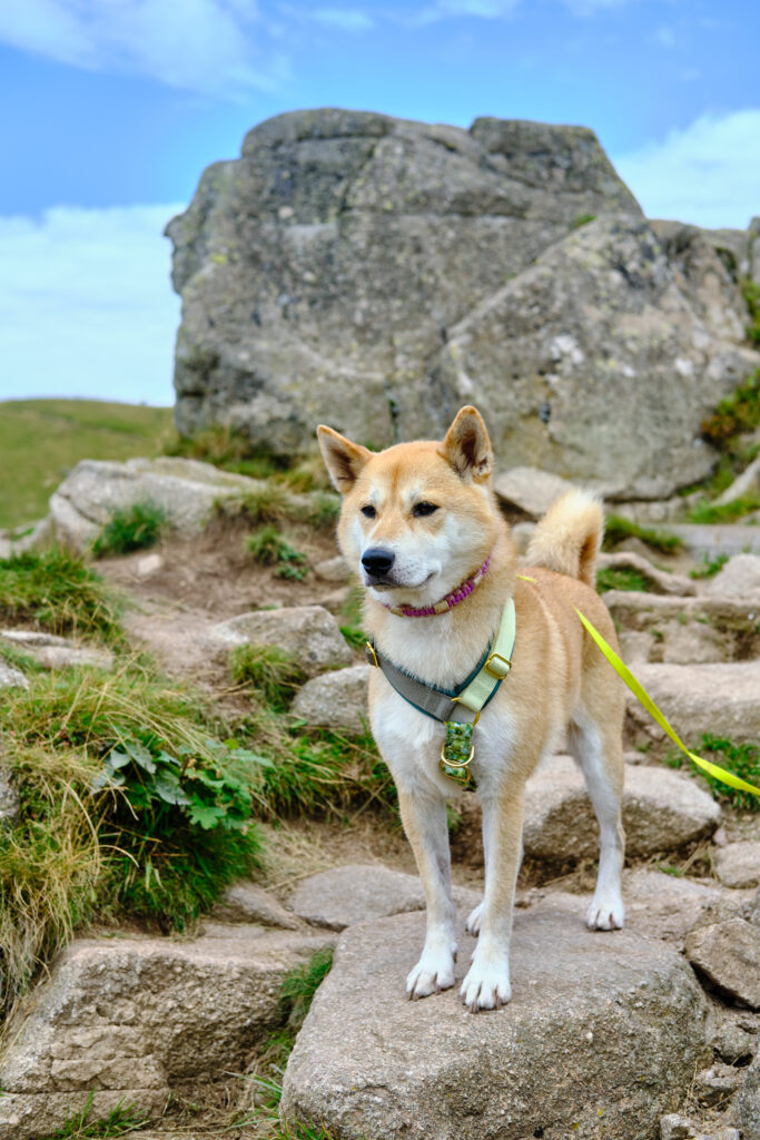Vosges avec un chien 138