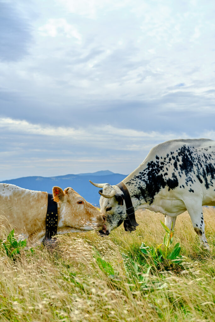Vosges avec un chien 15
