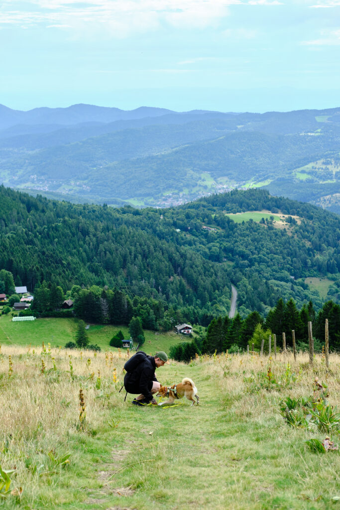 Vosges avec un chien 24