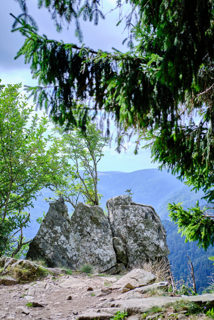 Vosges avec un chien 39