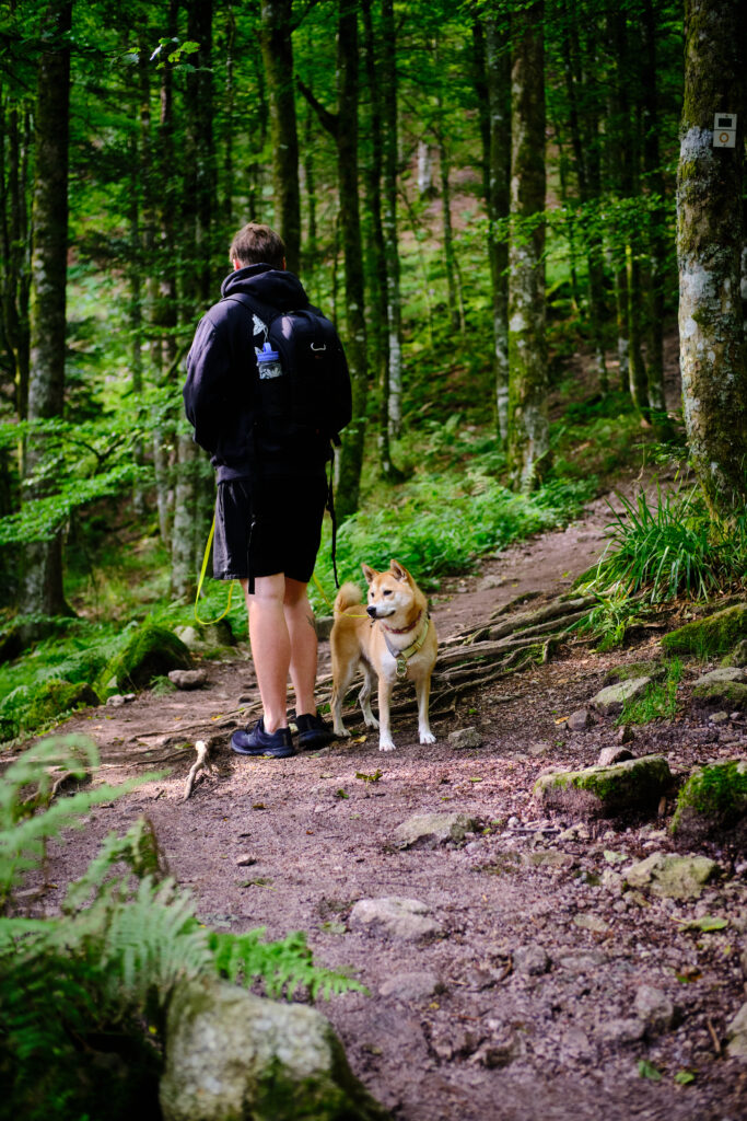 Vosges avec un chien 71