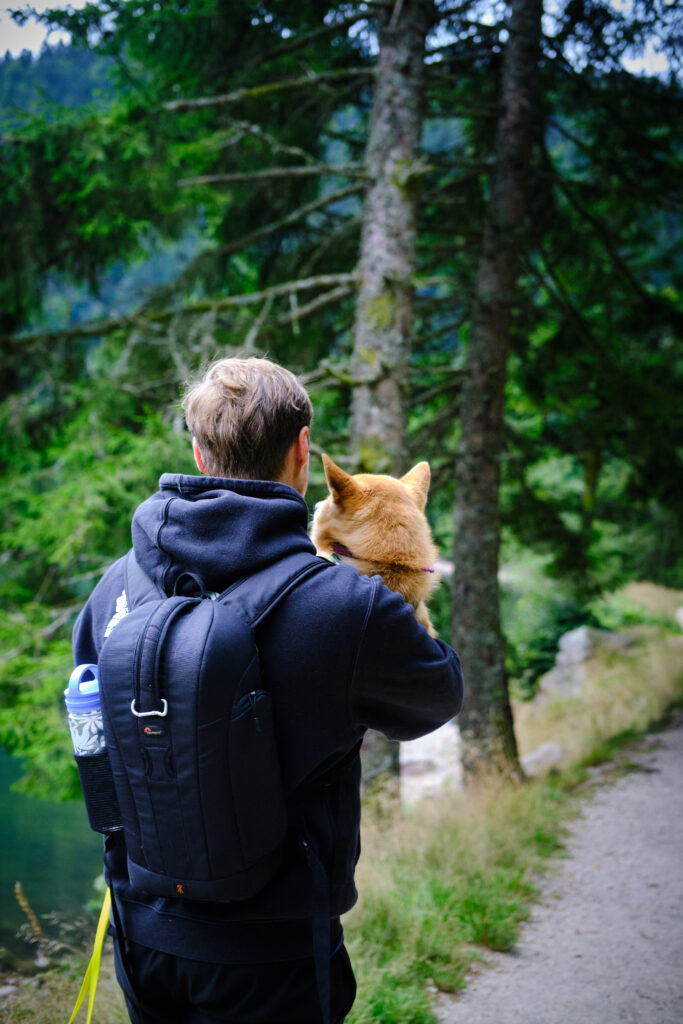 Vosges avec un chien 78