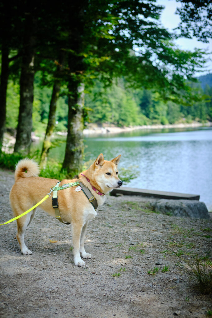 Vosges avec un chien 82