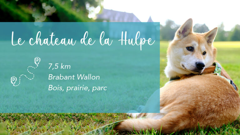Balade au Château de La Hulpe : une sortie dogfriendly en Belgique