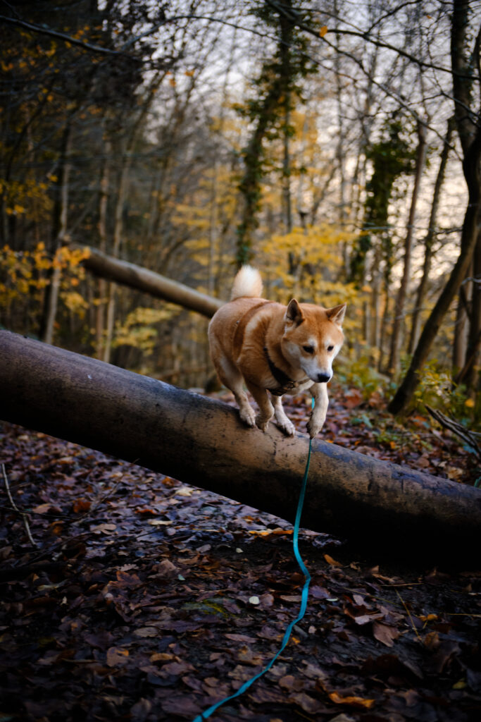 Abbaye d aulne, bois