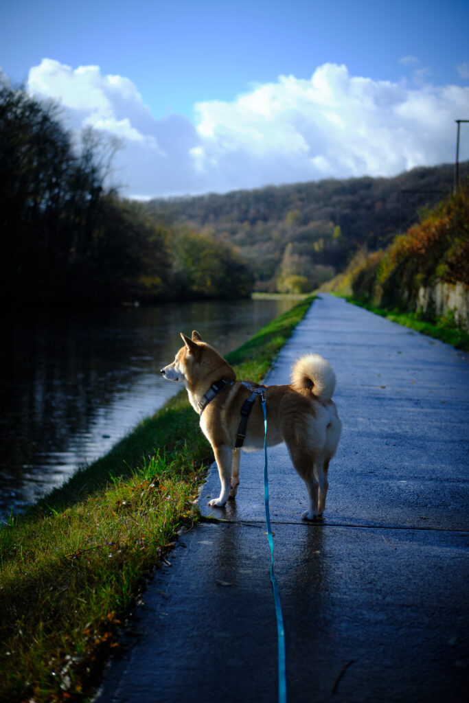 Landelies (Abbaye d'aulne) - ravel le long de la sambre