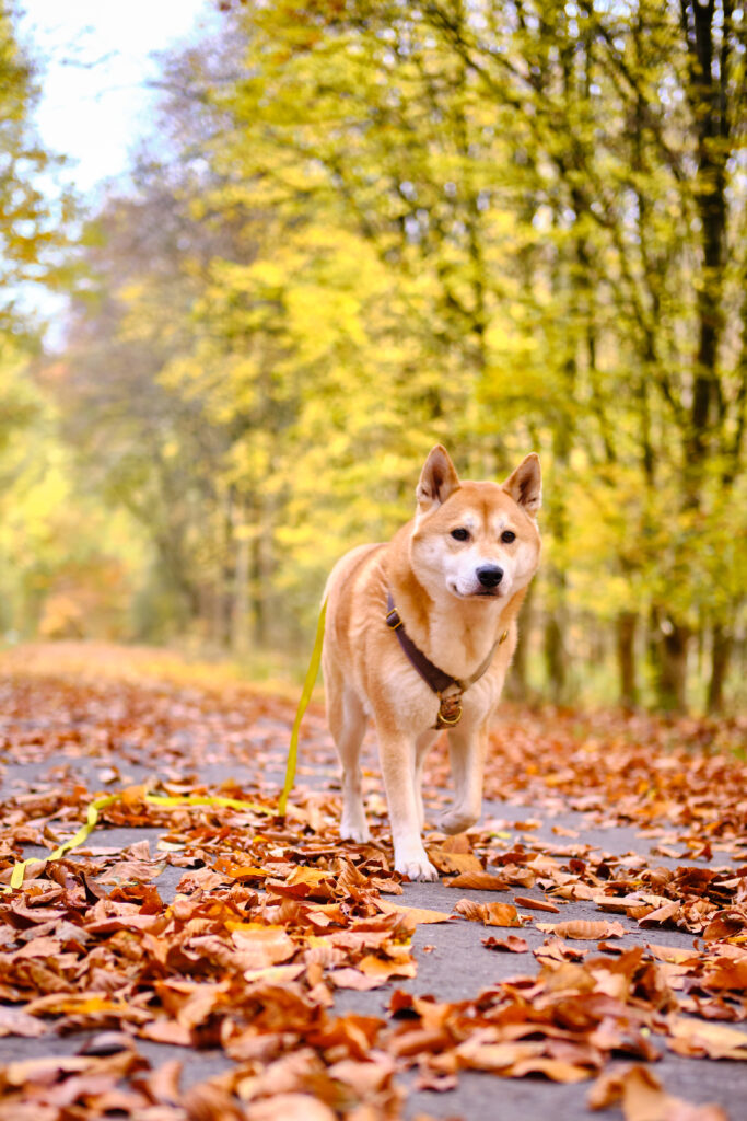 balade forêt de soignes