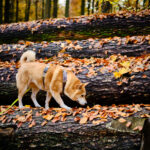 balade forêt de soignes