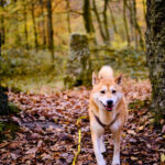 balade forêt de soignes