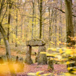 monument forestier soignes