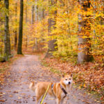 balade forêt de soignes