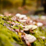 balade forêt de soignes