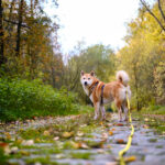 balade forêt de soignes