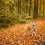 balade forêt de soignes