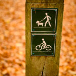 balade forêt de soignes