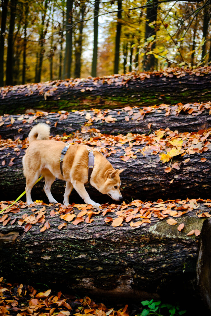 balade forêt de soignes