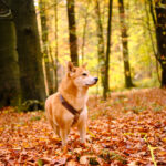 balade forêt de soignes