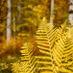 balade forêt de soignes