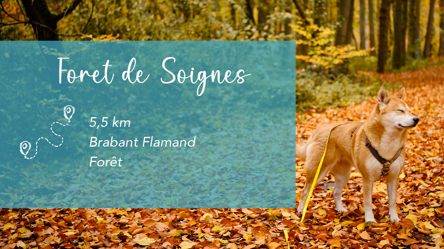 Balade automnale en forêt de Soignes avec Shira : 5.5km de couleurs et d&rsquo;histoire